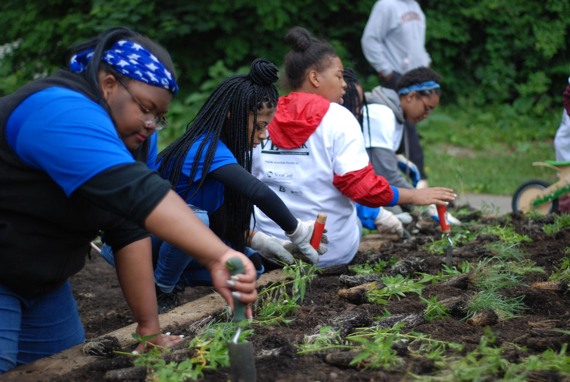 Teens plant young green plants in a garden bed