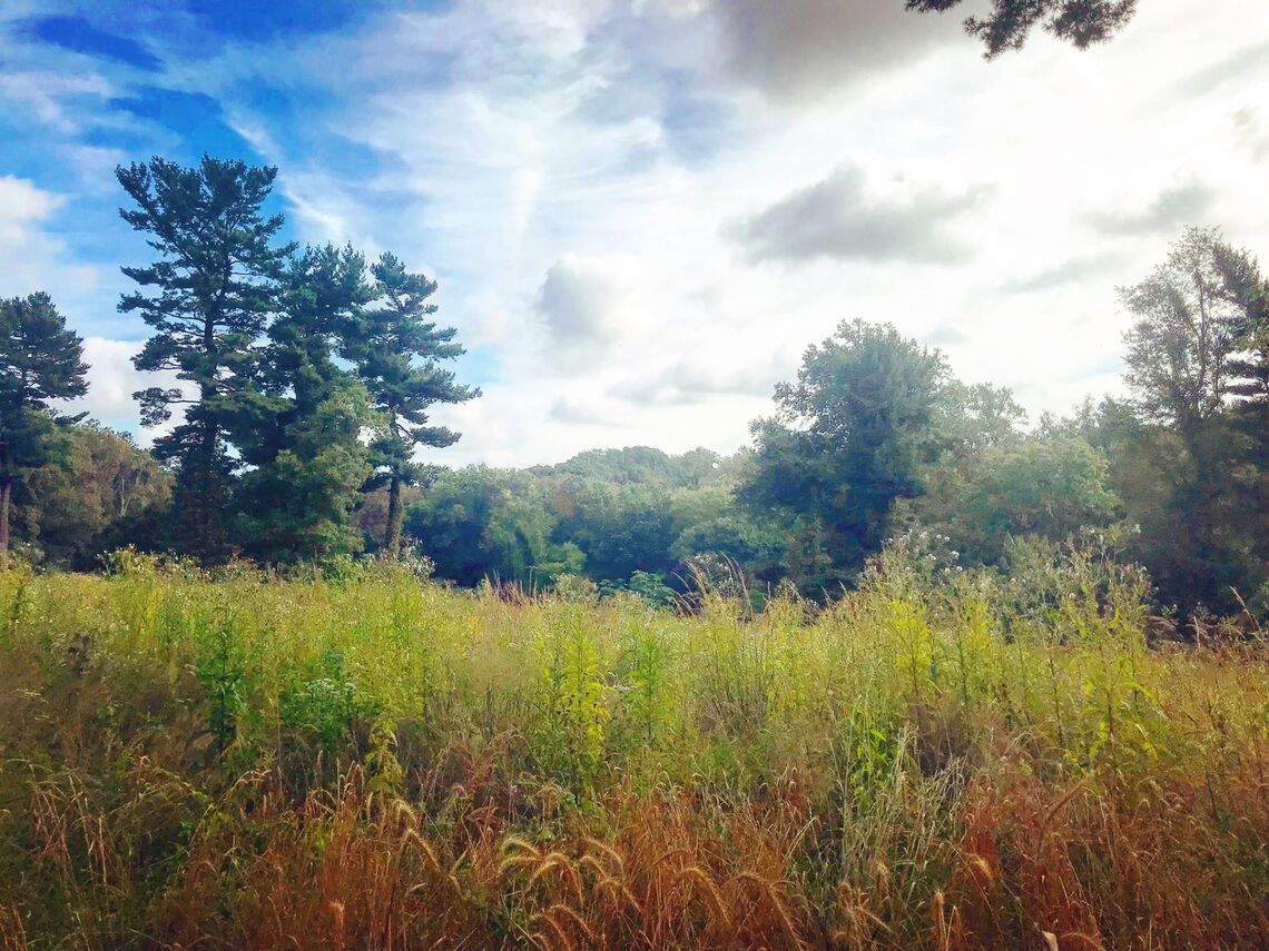 Mount Pleasant Meadow