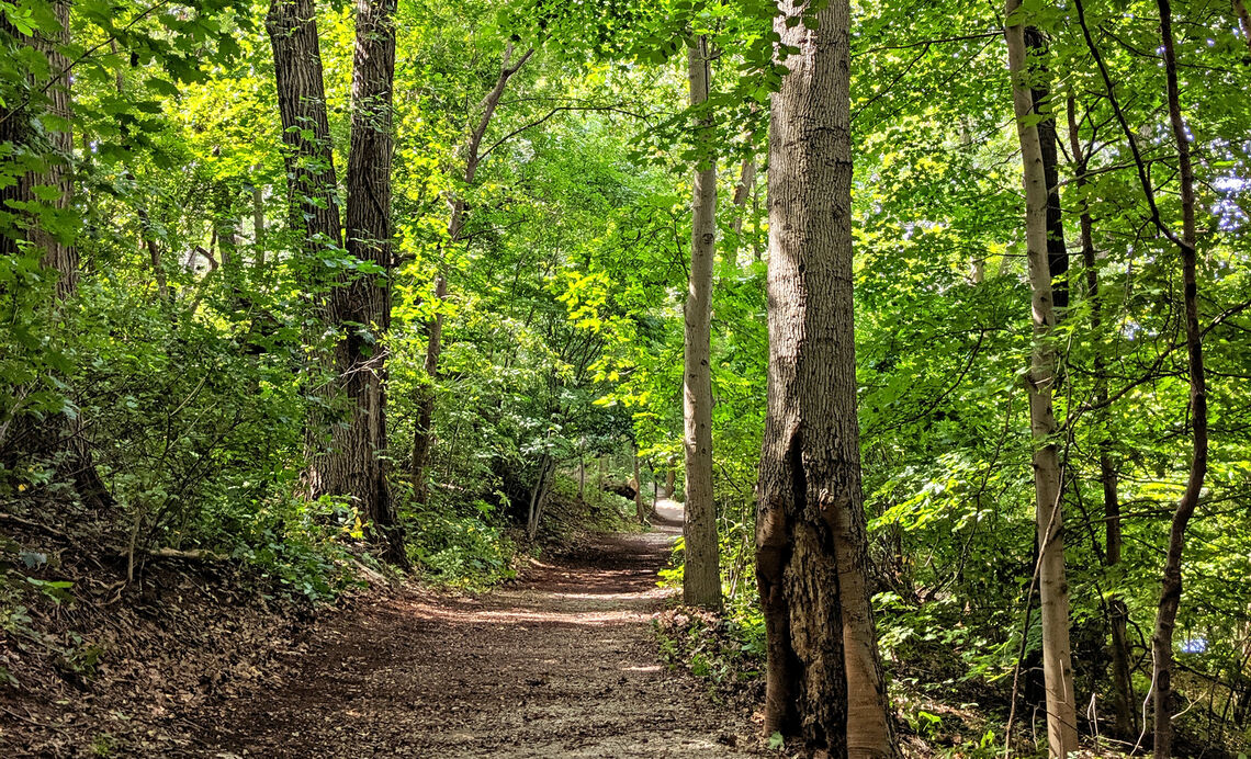 Forest Therapy