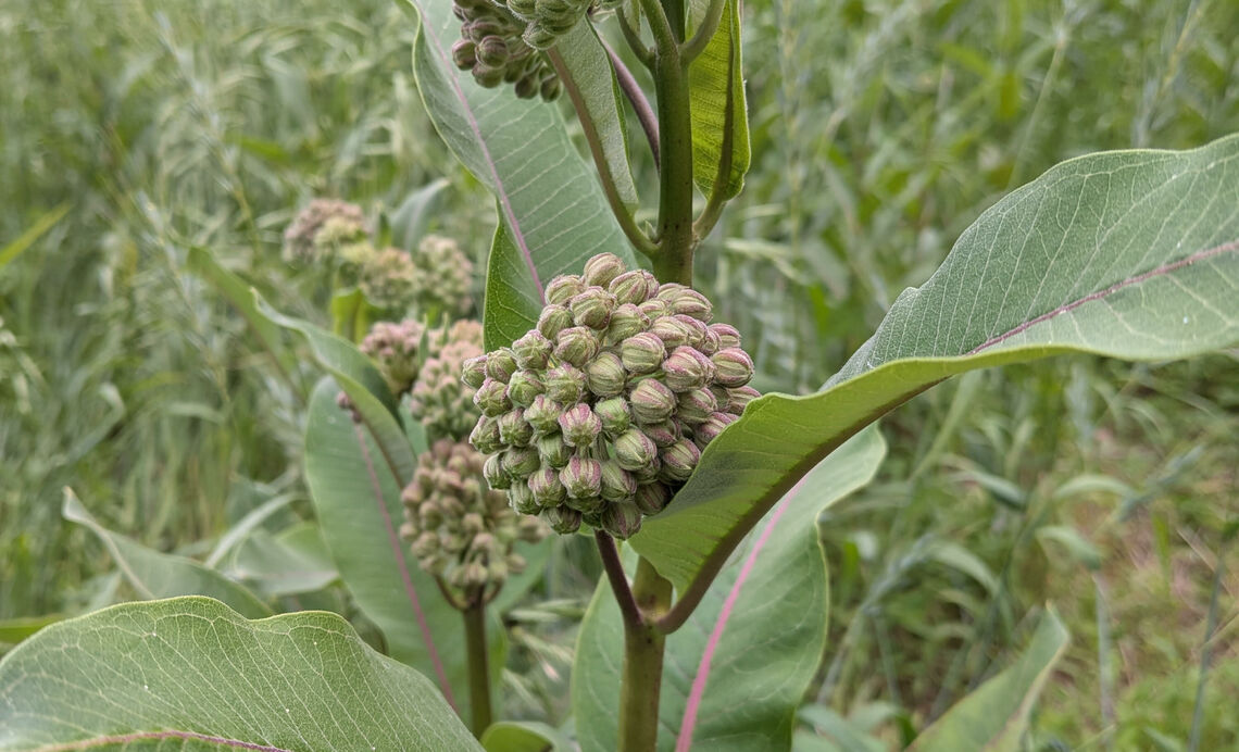 little whitby meadow cobbs creek milkweed