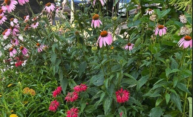 carpenter green park pollinator garden
